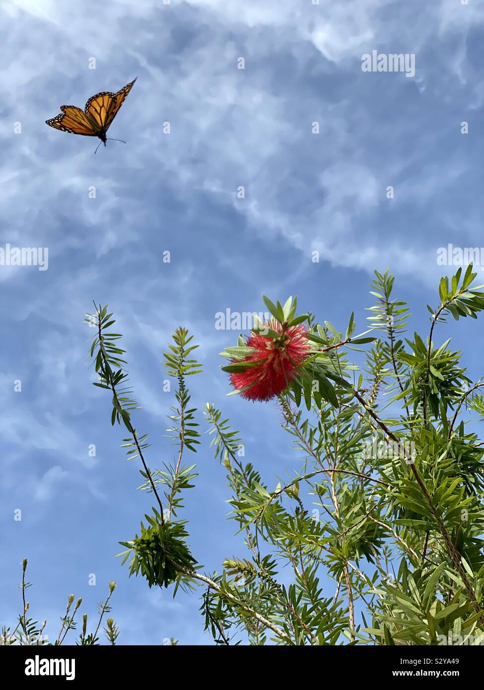 Le vol du papillon monarque avec un ciel bleu profond et rouge brosse à bouteille floraison Banque D'Images