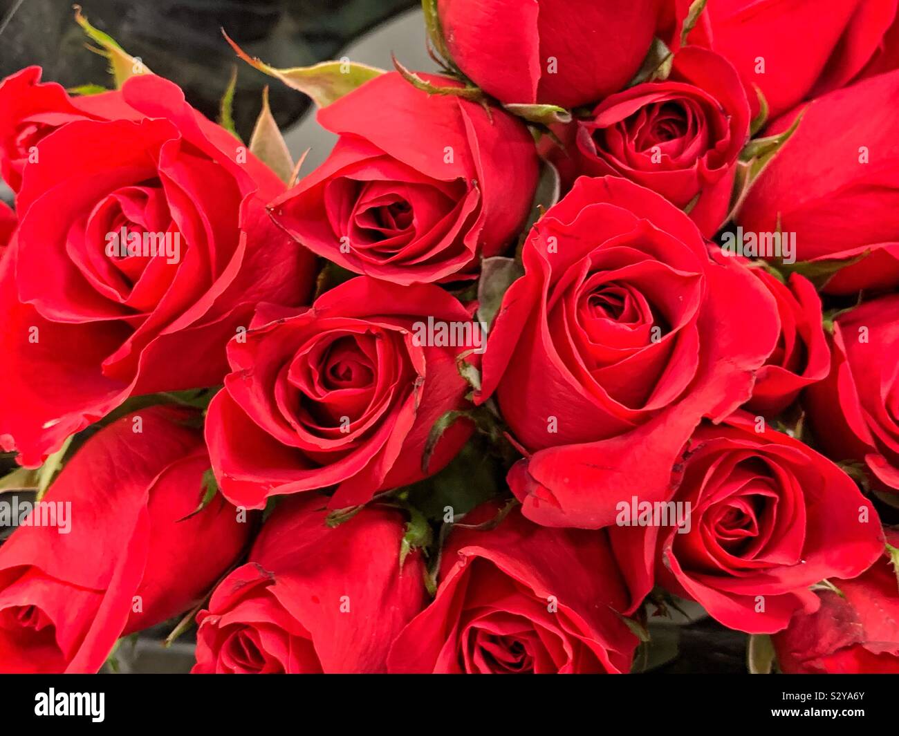 Magnifique bouquet de roses rouges fraîches - Image de stock capturée avec un smartphone