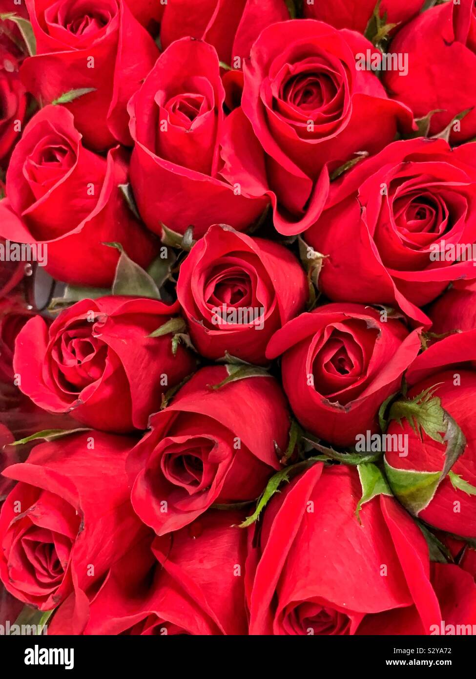 Magnifique bouquet de roses rouges fraîches - Image de stock capturée avec un smartphone