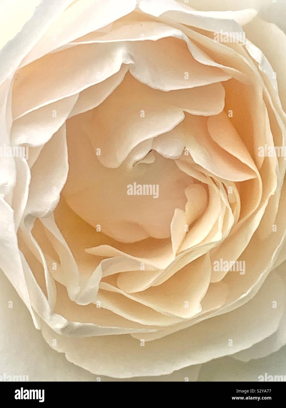 Belle closeup macro d'une fleur rose blanc frais Banque D'Images