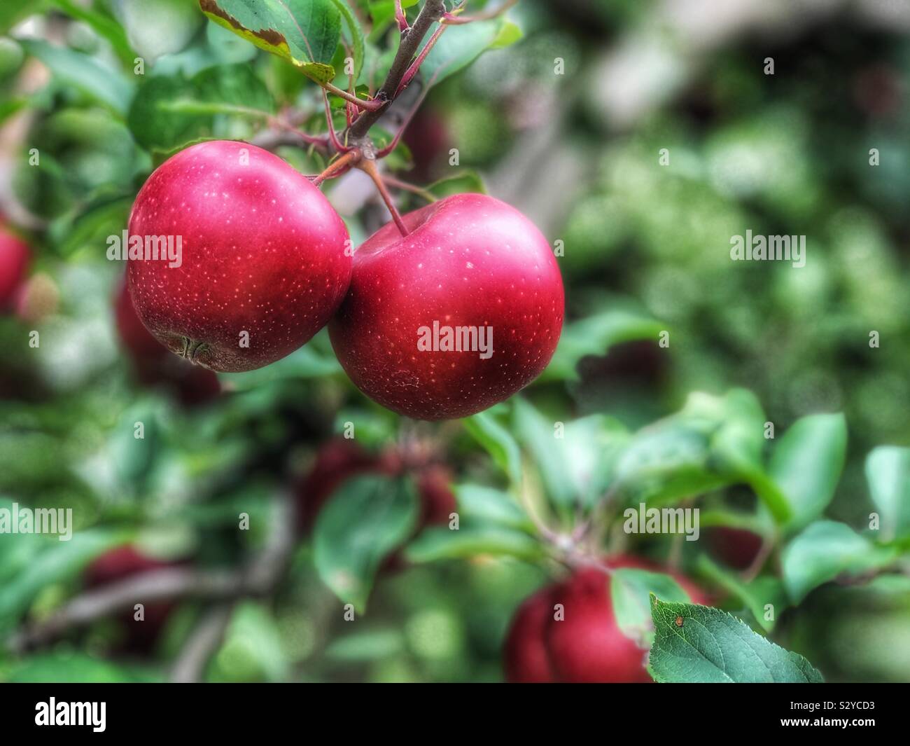 La pendaison des pommes sur un arbre - Image de stock capturée avec un smartphone