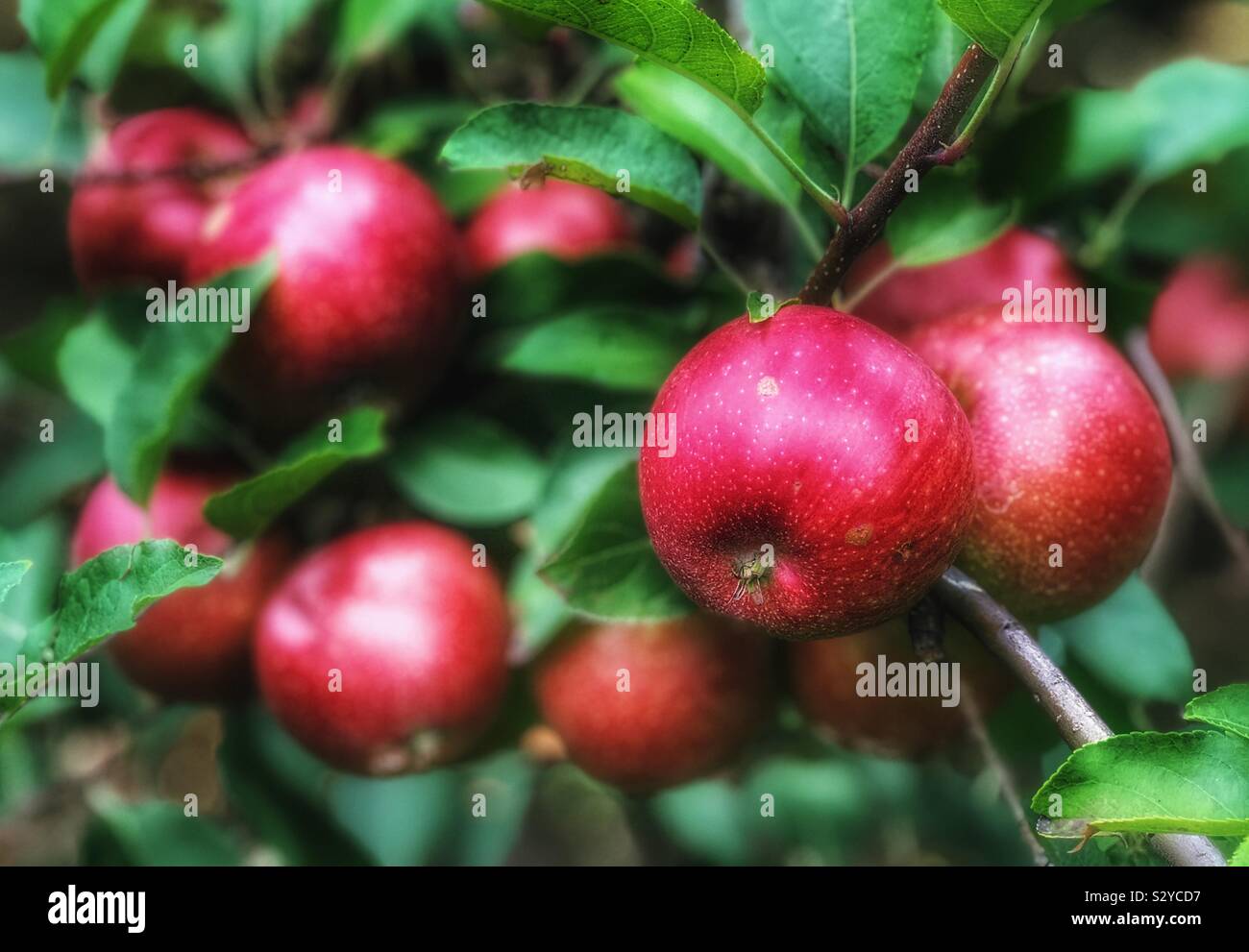 Grappe de pommes sur un arbre - Image de stock capturée avec un smartphone