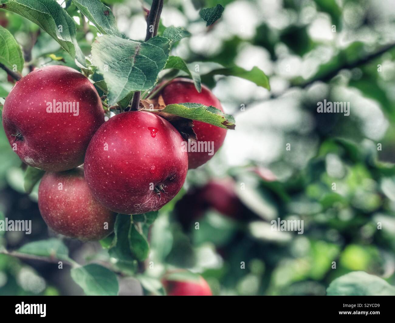La pendaison des pommes sur un arbre - Image de stock capturée avec un smartphone
