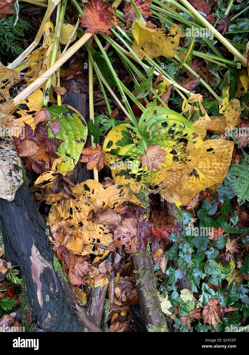 Feuilles d'automne sur le sol jaune vert et marron - Image de stock capturée avec un smartphone