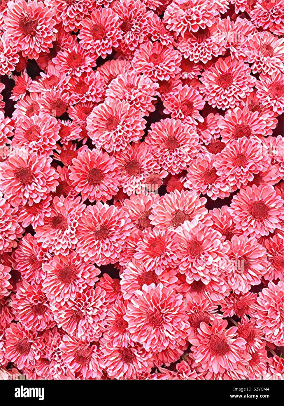Beaucoup de belles fleurs rose frais mamans poussant dans un jardin - Image de stock capturée avec un smartphone