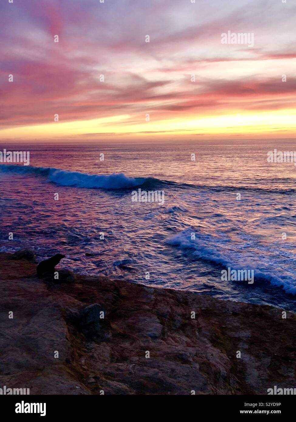 La Jolla beach avec les lions de mer- San Diego Banque D'Images