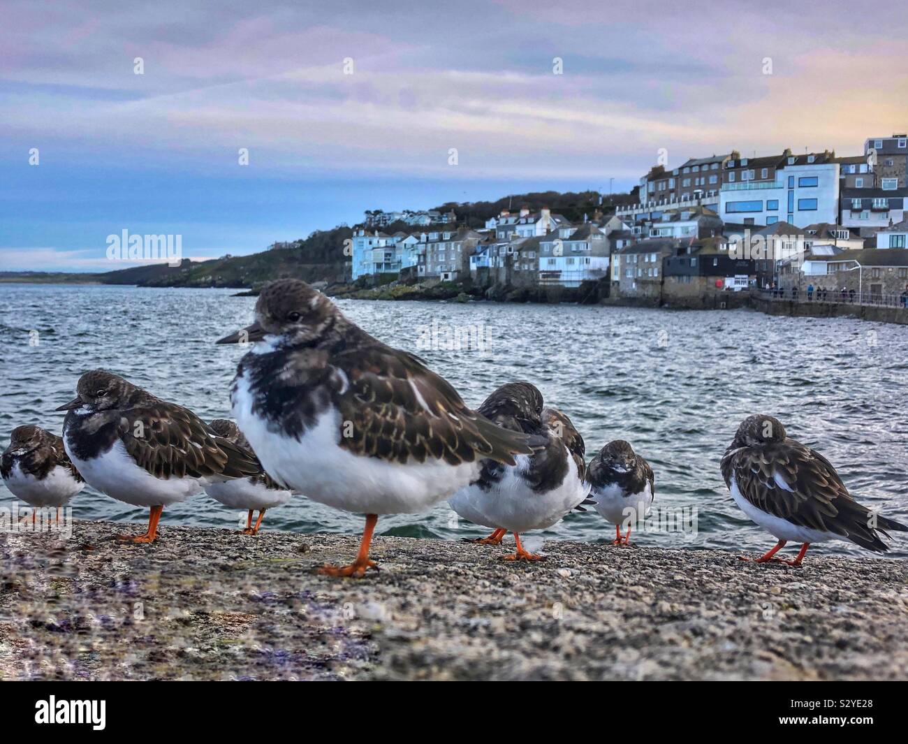 Turnstone oiseaux posés sur le mur du port à St Ives, Cornwall, Angleterre, octobre. - Image de stock capturée avec un smartphone