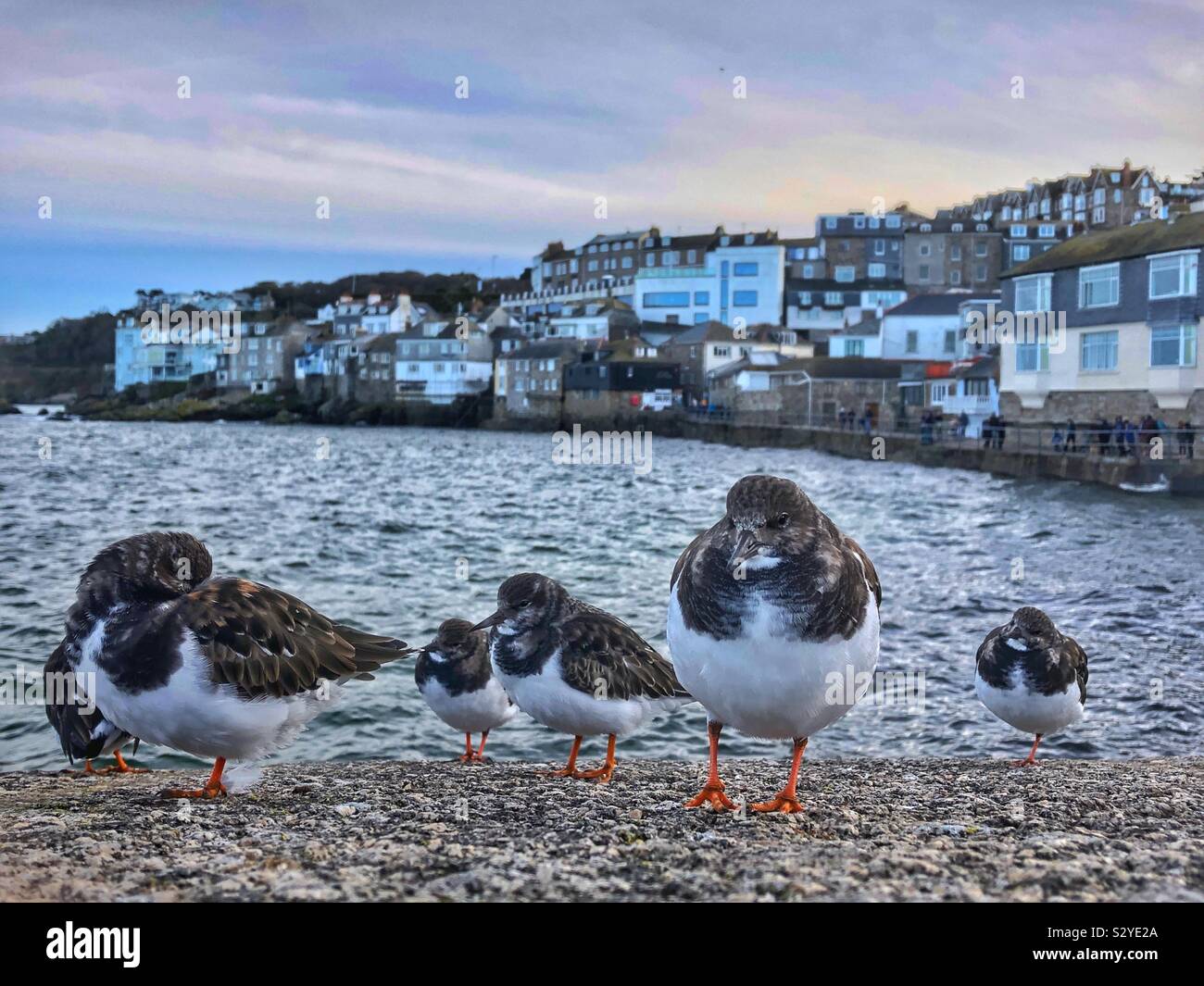 Collier (Arenaria interpres) se percher sur le mur du port à St Ives, Cornwall, Angleterre, octobre. Banque D'Images