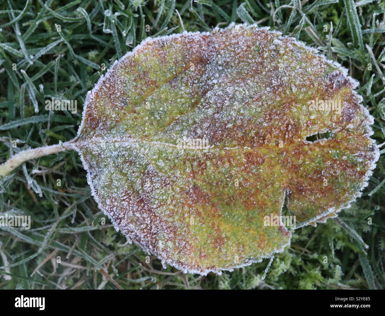 Jardin du matin, le gel des feuilles tombées Banque D'Images