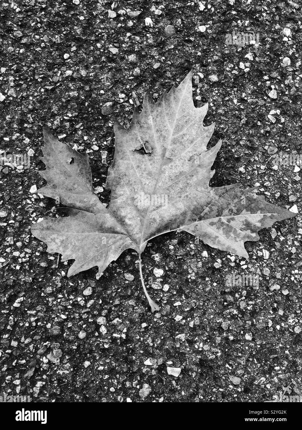 Feuille d'érable noir et blanc Banque D'Images