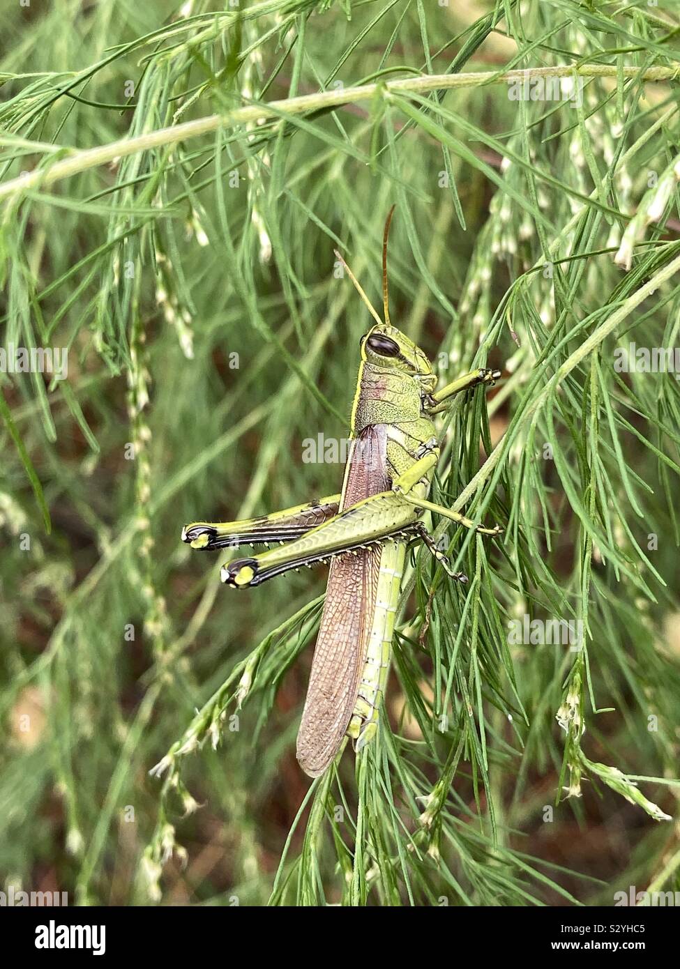 Libre d'une grande sauterelle sur arbre vert Banque D'Images