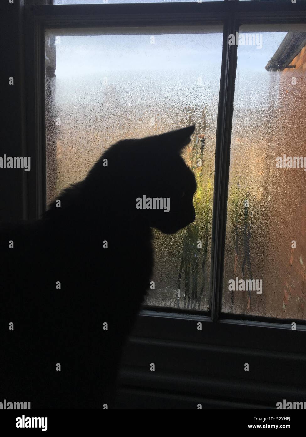 Silhouette de chat dans la fenêtre Banque D'Images