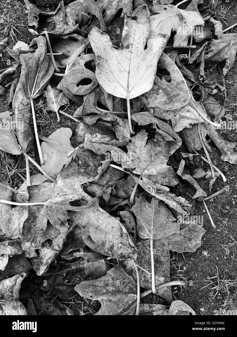 Le noir et blanc des feuilles de figuier, dans le nord de l'Italie Banque D'Images