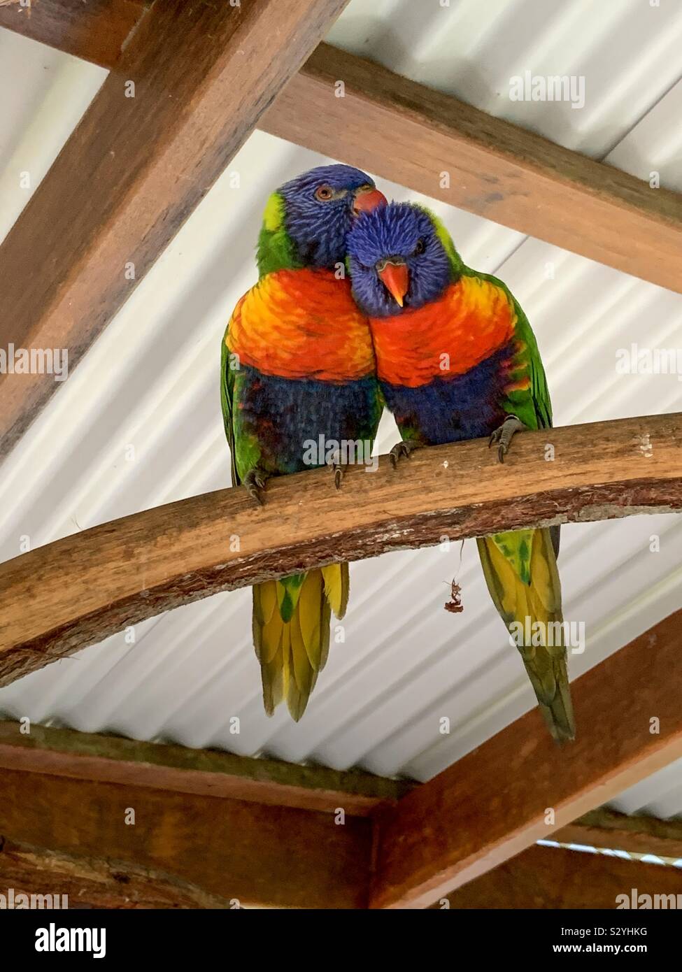 Deux oiseaux Banque D'Images