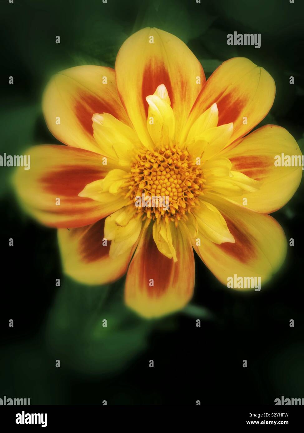 Collarete fleur dahlia close up. Banque D'Images