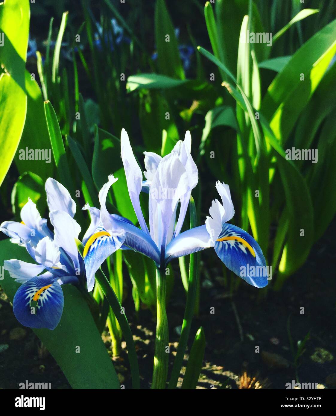 Iris reticulata Banque D'Images