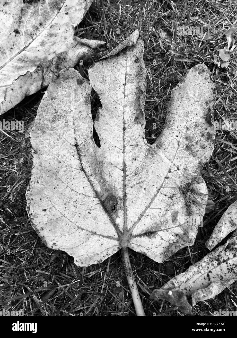 Fig leaf noir et blanc sur le terrain, dans le nord de l'Italie Banque D'Images
