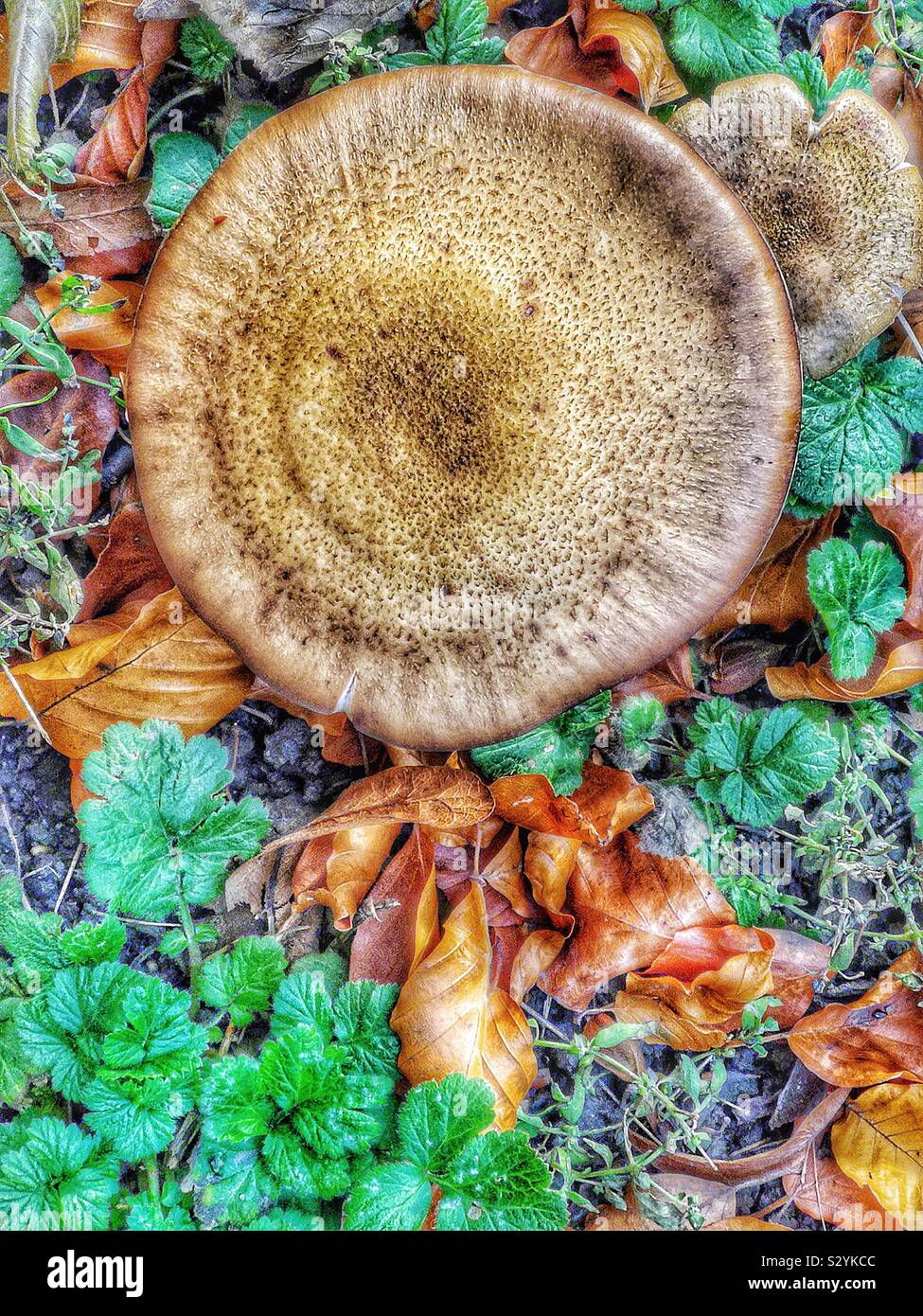 Les champignons sauvages de plus en plus parmi les feuilles d'automne, la Suède Banque D'Images