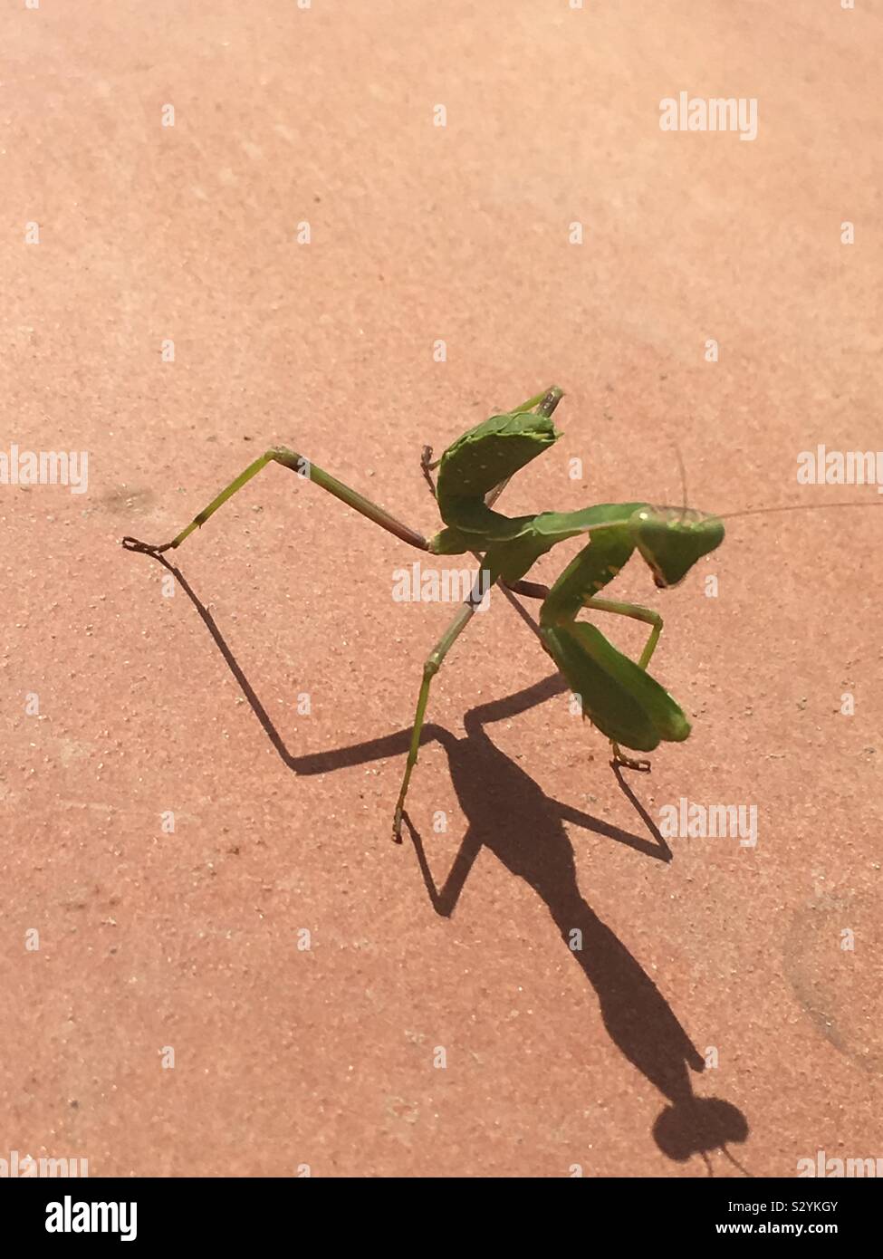 Praying mantis dance Banque de photographies et d’images à haute