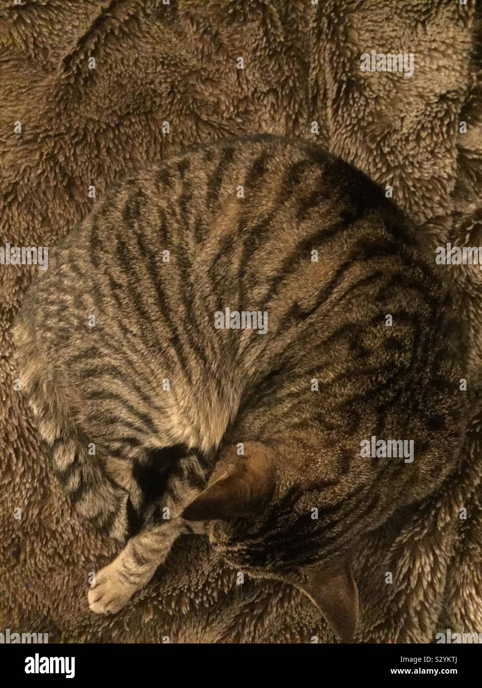 Chat tigré sur fourrure - Image de stock capturée avec un smartphone