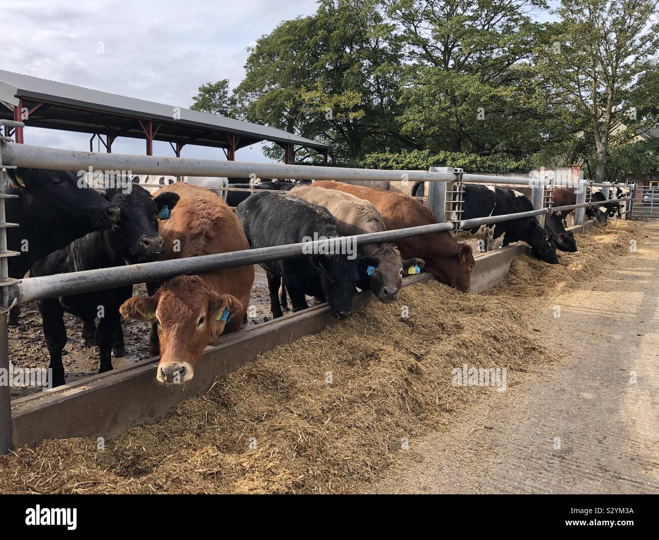 L'alimentation des bovins à l'extérieur dans le Royaume-Uni - Image de stock capturée avec un smartphone