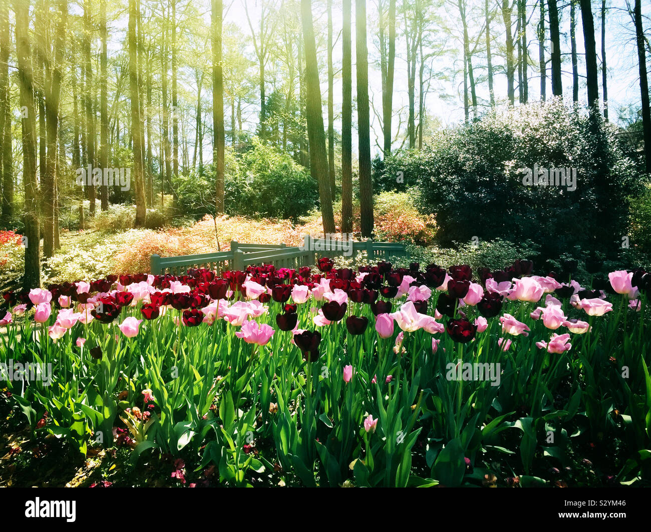Un printemps paysage couvert de pourpre et de lumière de couleur rose et de tulipes colorées assorties fleurs azalées en arrière-plan. Cette image a un effet de texture picturale Banque D'Images