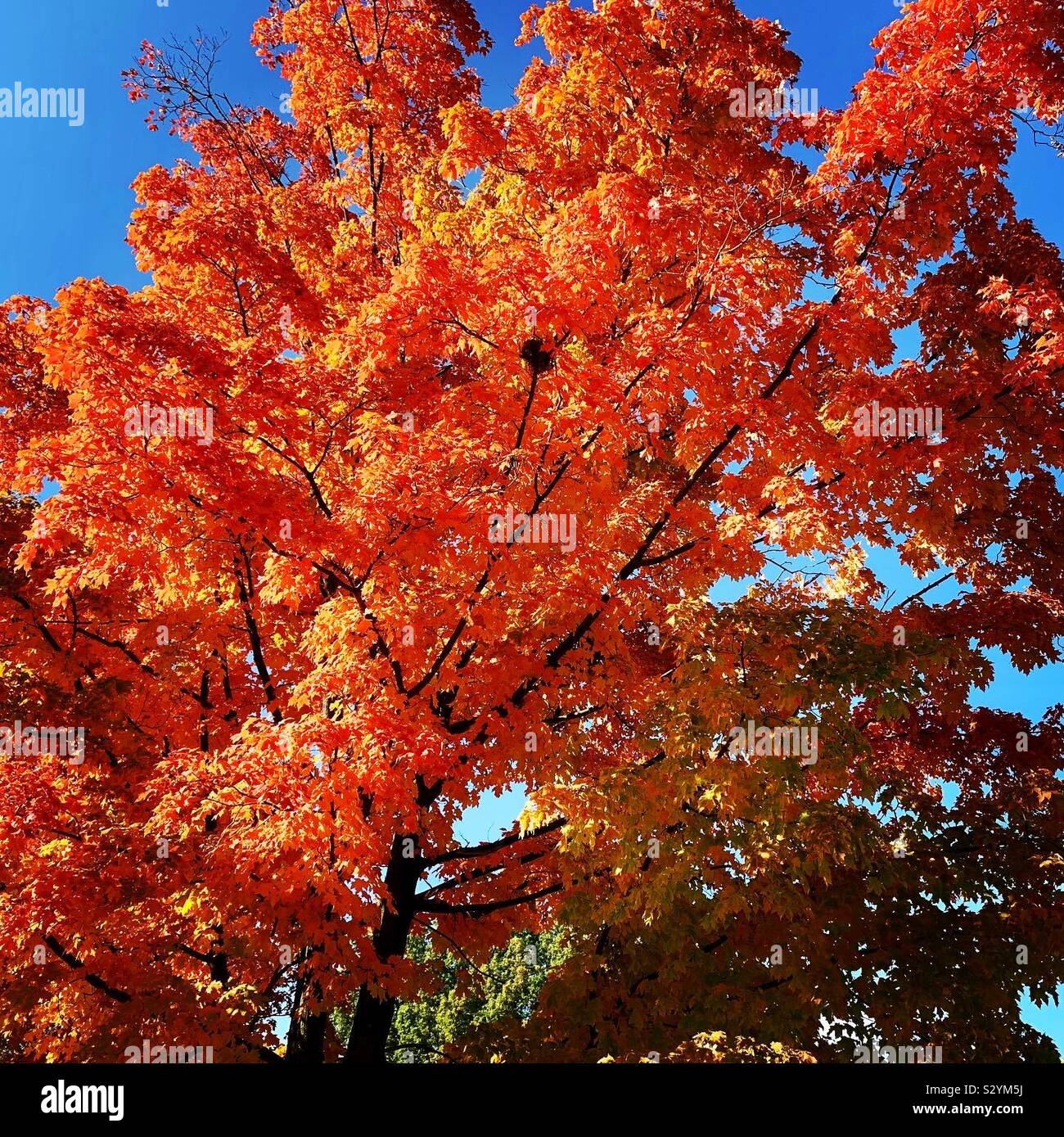 Feuilles d'orange feu contre un ciel bleu dans l'Ohio. Les arbres changent de couleur à l'automne de l'automne. Banque D'Images