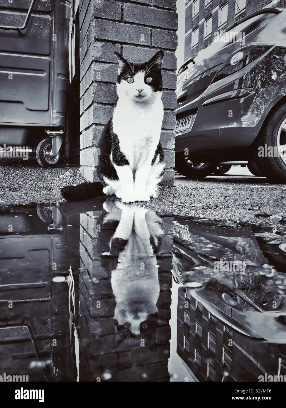 Photo En Noir Et Blanc D Un Chat Noir Et Blanc Et C Est La Reflexion M Photo Stock Alamy