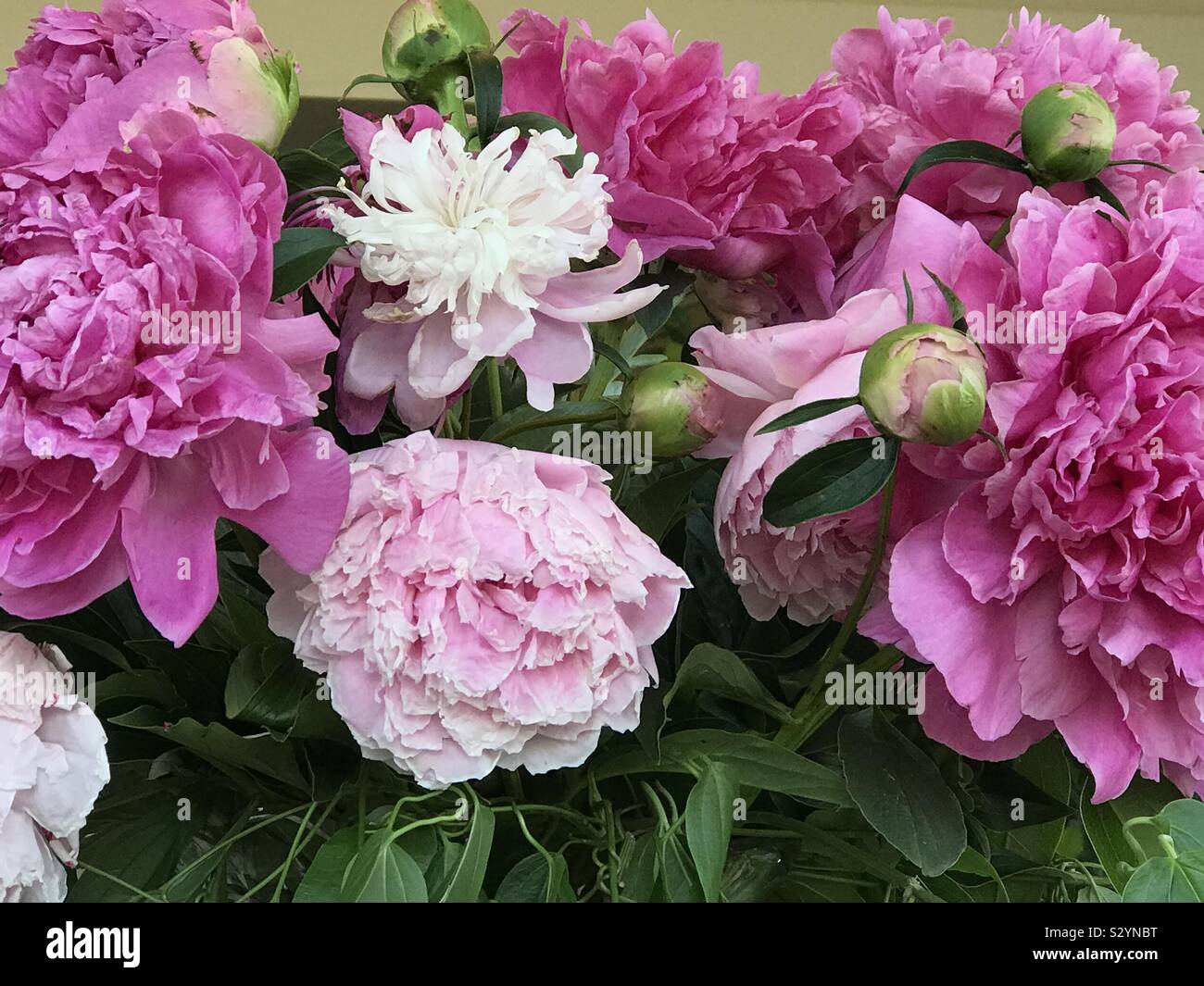 Arrangement des pivoines Rose Banque D'Images