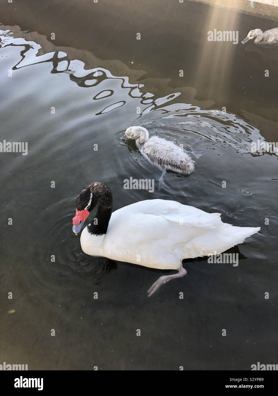 Cygnes bébé avec sa mère. Ils seront plus tard gris pour être belle cygnes pendant qu'ils juste ressembler à ugly ducks. 😍sunshine touche le lac et belle vague made by little baby swan apprendre à nager. Banque D'Images