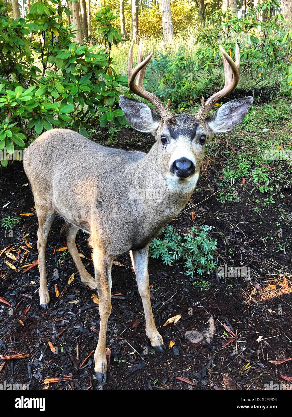 Un grand buck, Close up, à Eugene, Oregon, USA. Banque D'Images