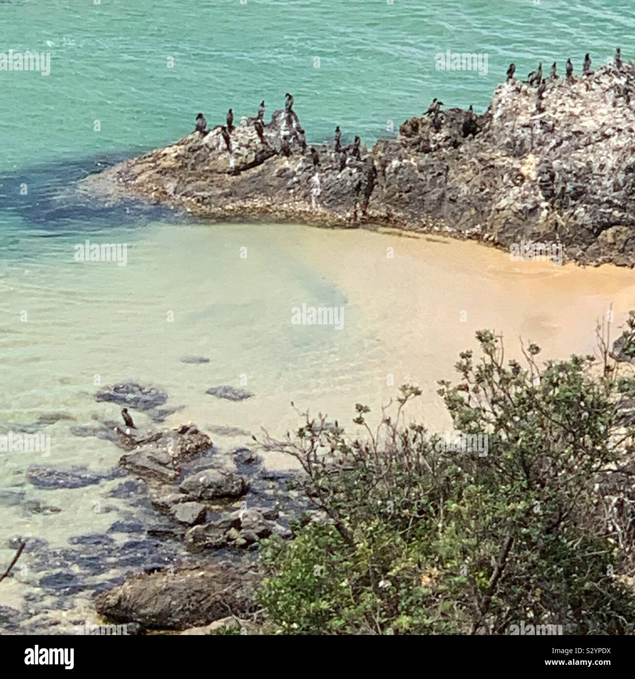 Birds of a Feather collent ensemble, à l'exception d'un solitaire - Image de stock capturée avec un smartphone