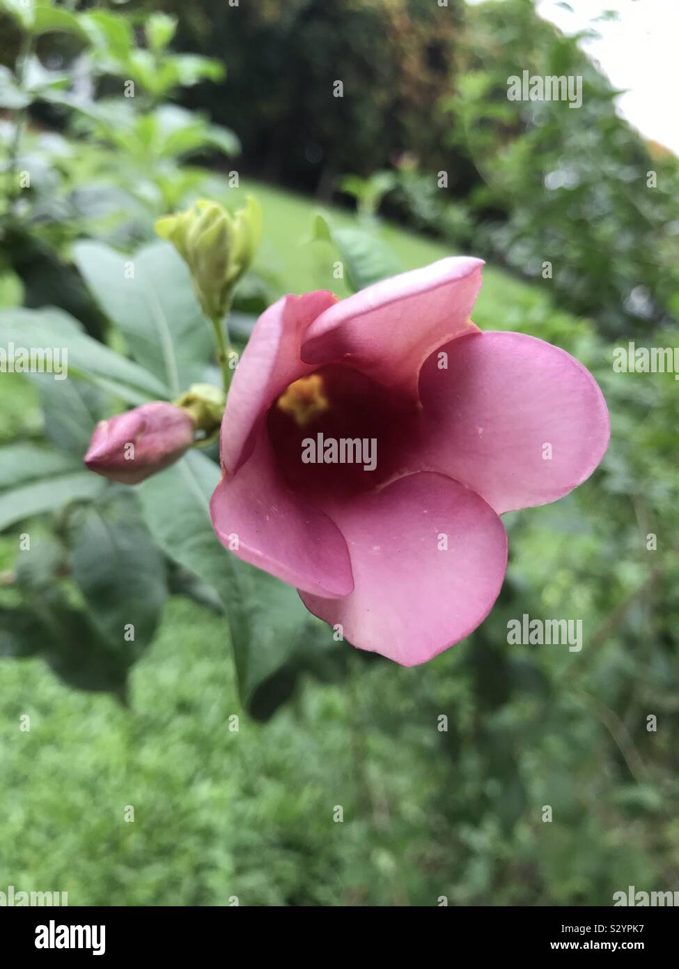 Purple Allamanda blanchetii flower Banque D'Images