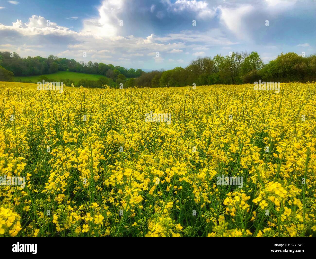 Champ de colza, Brassica napas, à Sussex, Angleterre, Royaume-Uni, en pleine floraison le jour ensoleillé du printemps. Banque D'Images