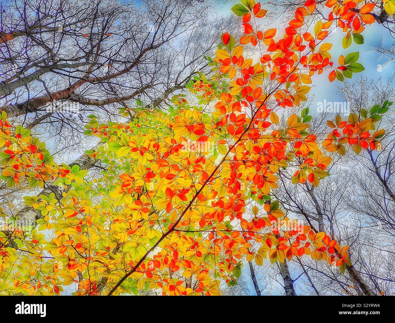 Orange vif, vives couleurs d'automne sur des branches d'arbre d'en bas, Suède Banque D'Images