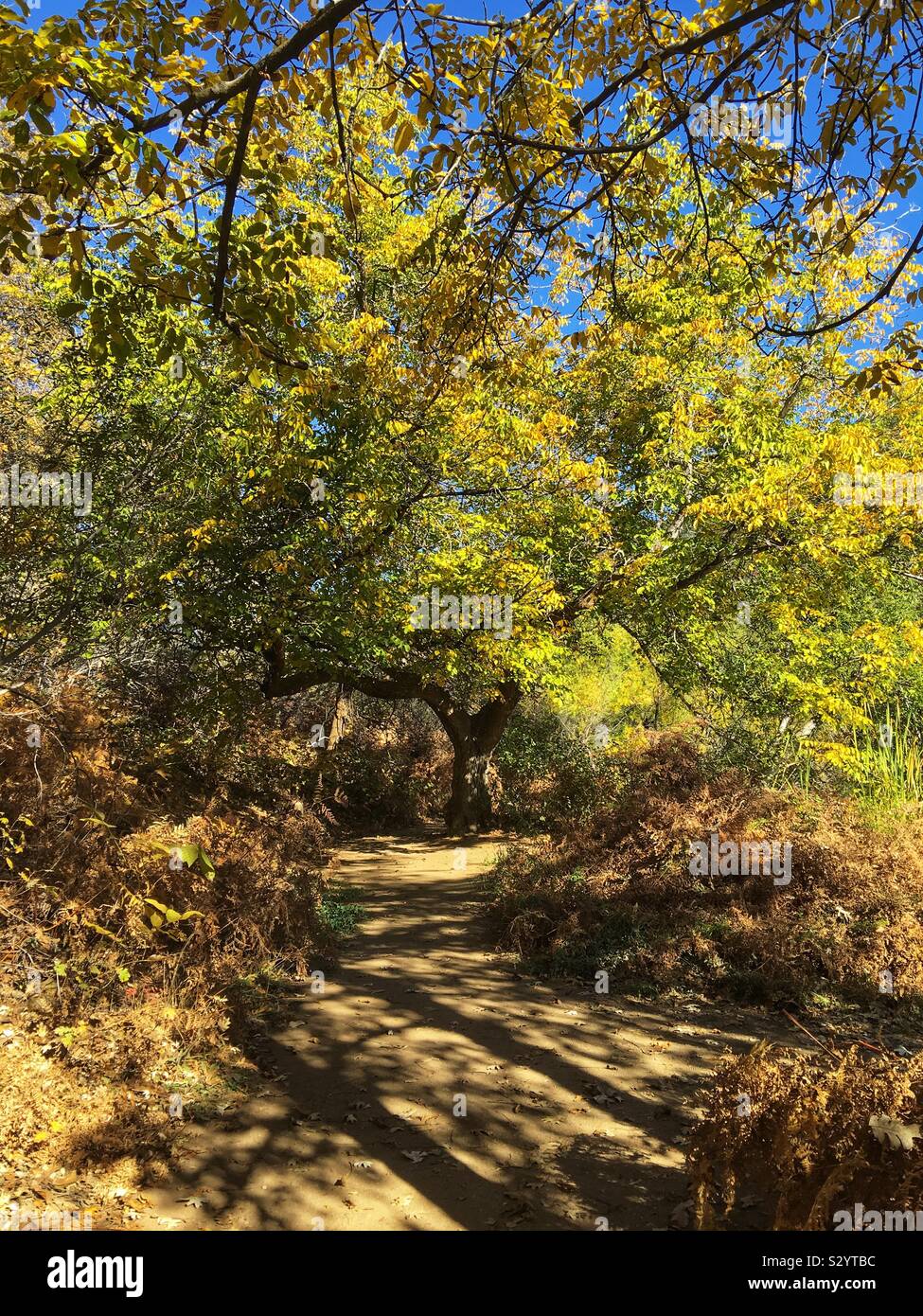 Feuilles jaunes le long d'un sentier à Oak Glen, en Californie dans le comté de San Bernardino Banque D'Images