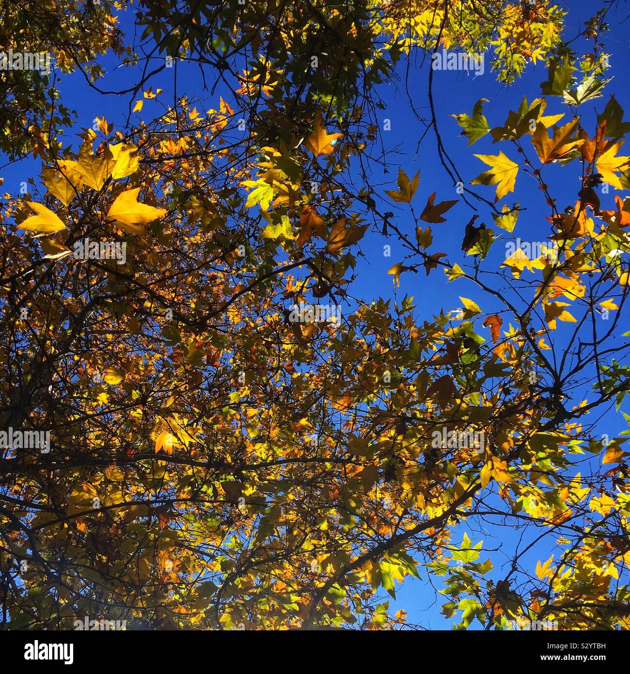 Les feuilles d'automne sur les sycomores à Oak Glen, en Californie dans le comté de San Bernardino Banque D'Images