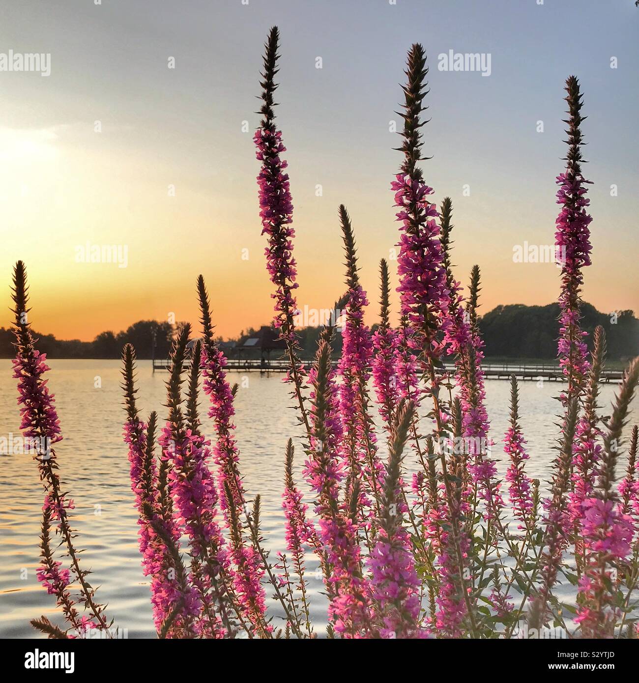 Salvia sur une rive du lac au coucher du soleil - Image de stock capturée avec un smartphone