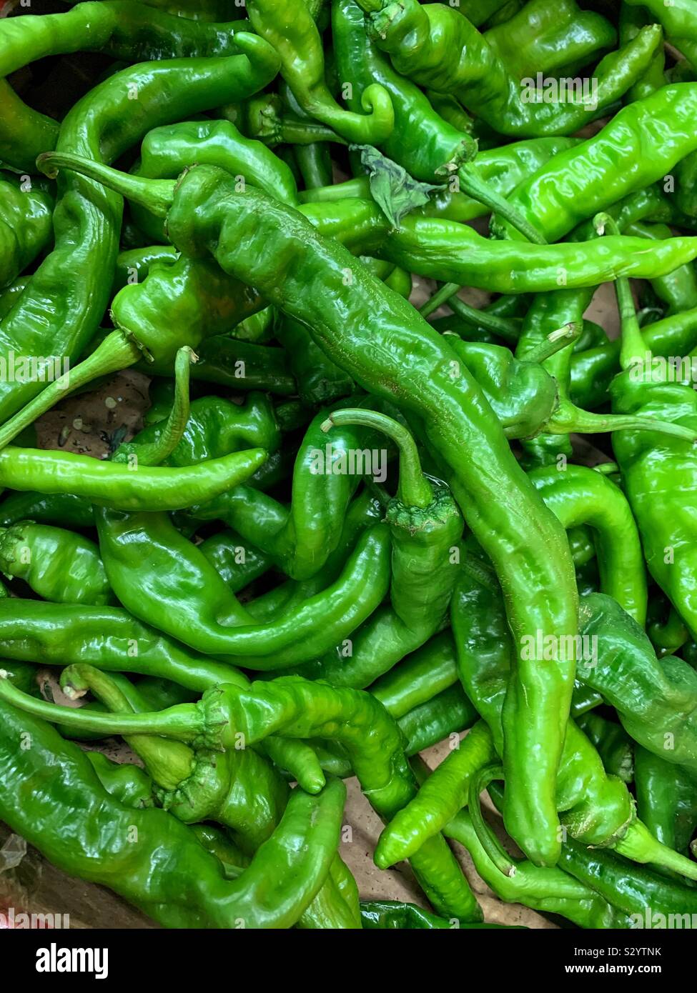 Fresh long green Chili Peppers Banque D'Images