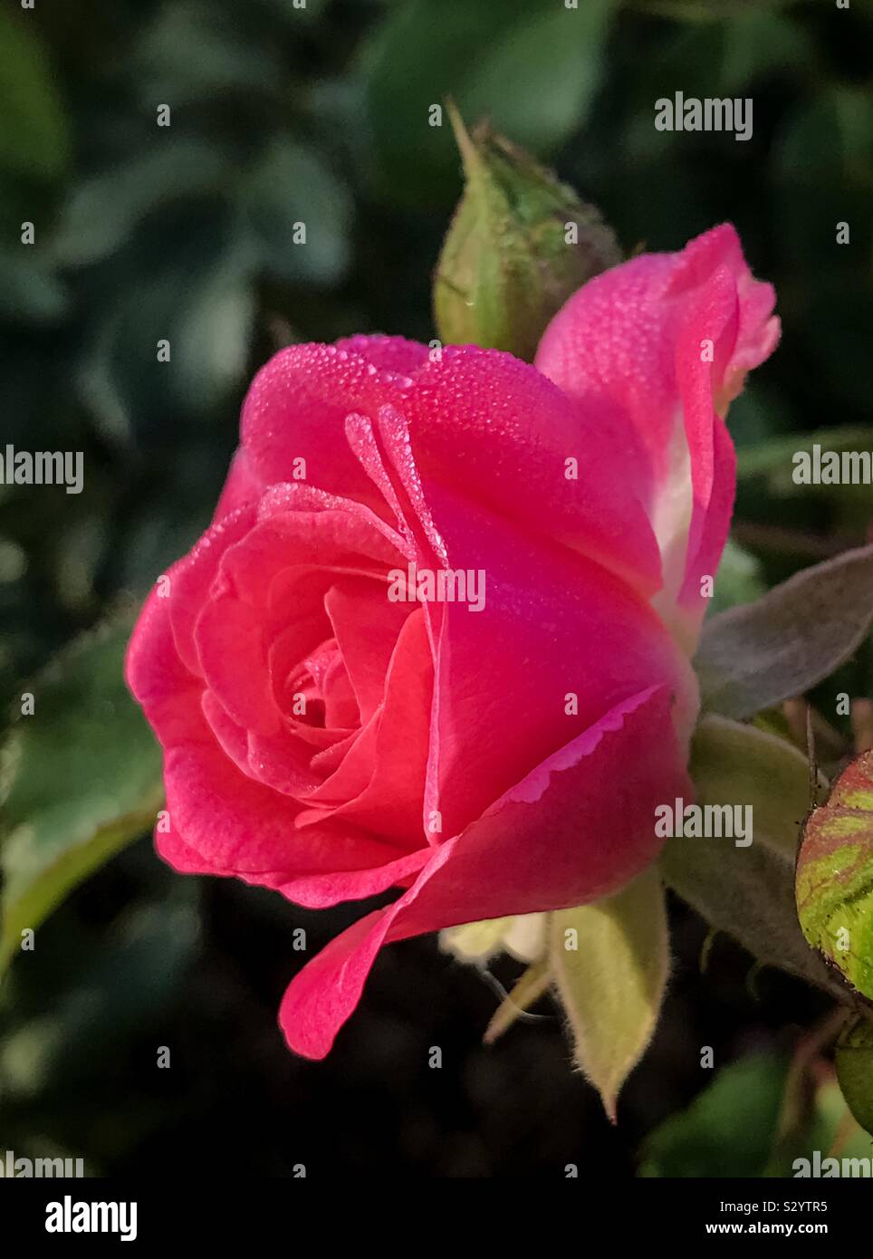 Libre d'une rose rouge fleur - Image de stock capturée avec un smartphone