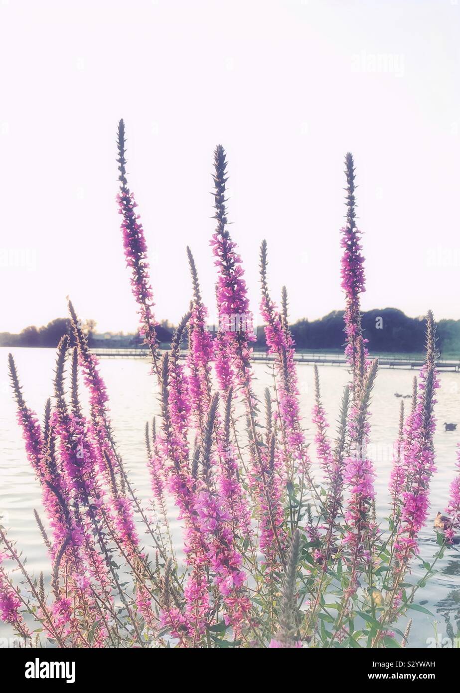 Salvia sur la rive du lac au coucher du soleil - Image de stock capturée avec un smartphone