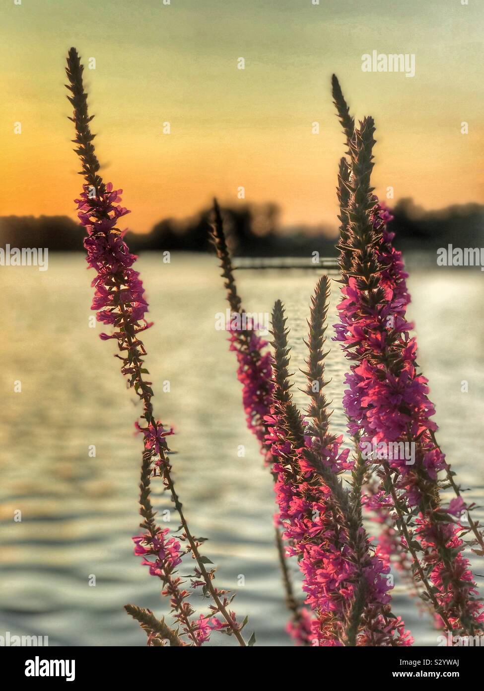 Image détaillée de salvia grandissant sur une rive du lac au coucher du soleil - Image de stock capturée avec un smartphone