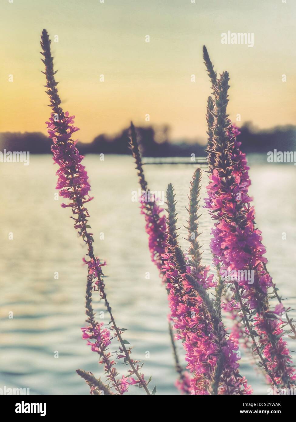 Image détaillée de Salvia grandissant sur une rive du lac au coucher du soleil - Image de stock capturée avec un smartphone