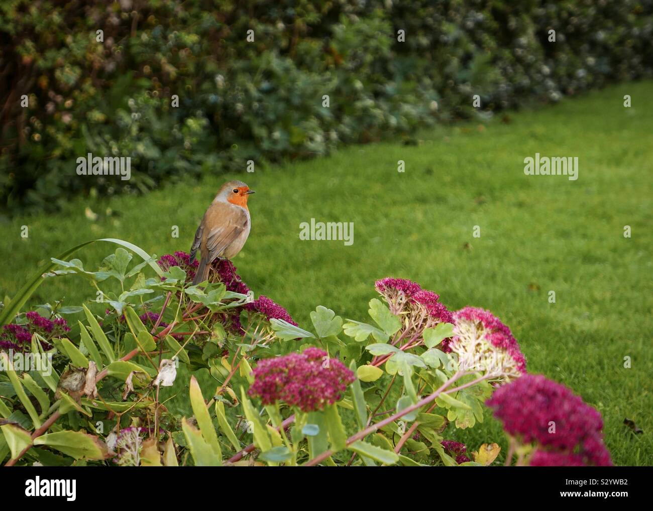 Robin dans le jardin regardant le jardinier au travail - Image de stock capturée avec un smartphone