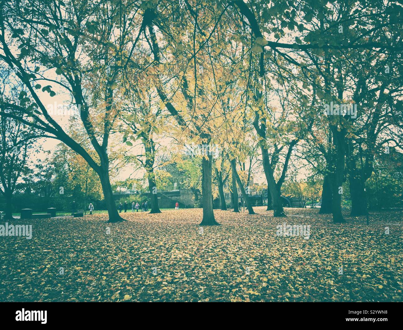 Arbres en automne St George’s Park York North Yorkshire Angleterre Royaume-Uni GB Grande-Bretagne - Image de stock capturée avec un smartphone