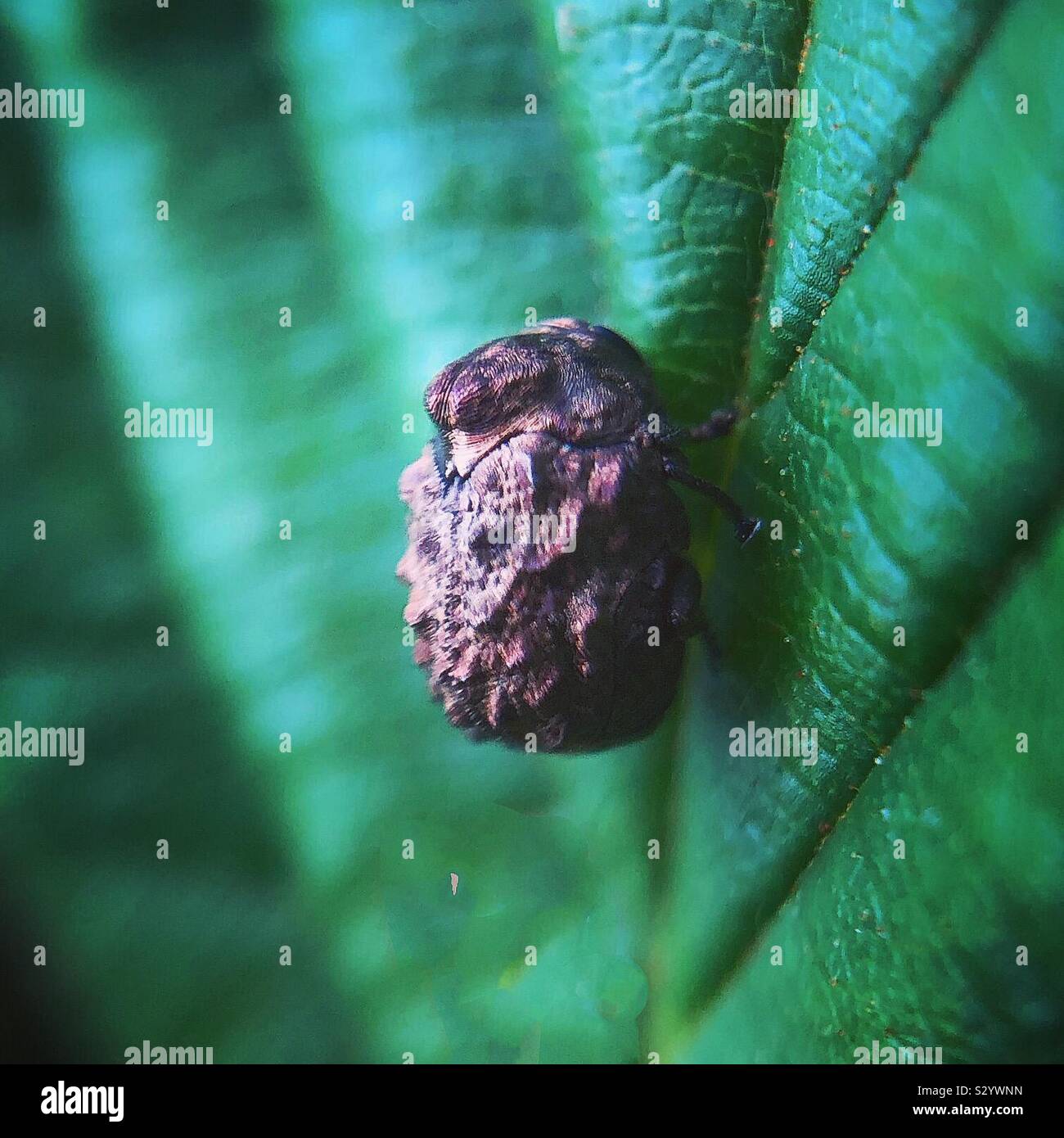 Warty leaf beetle Banque D'Images