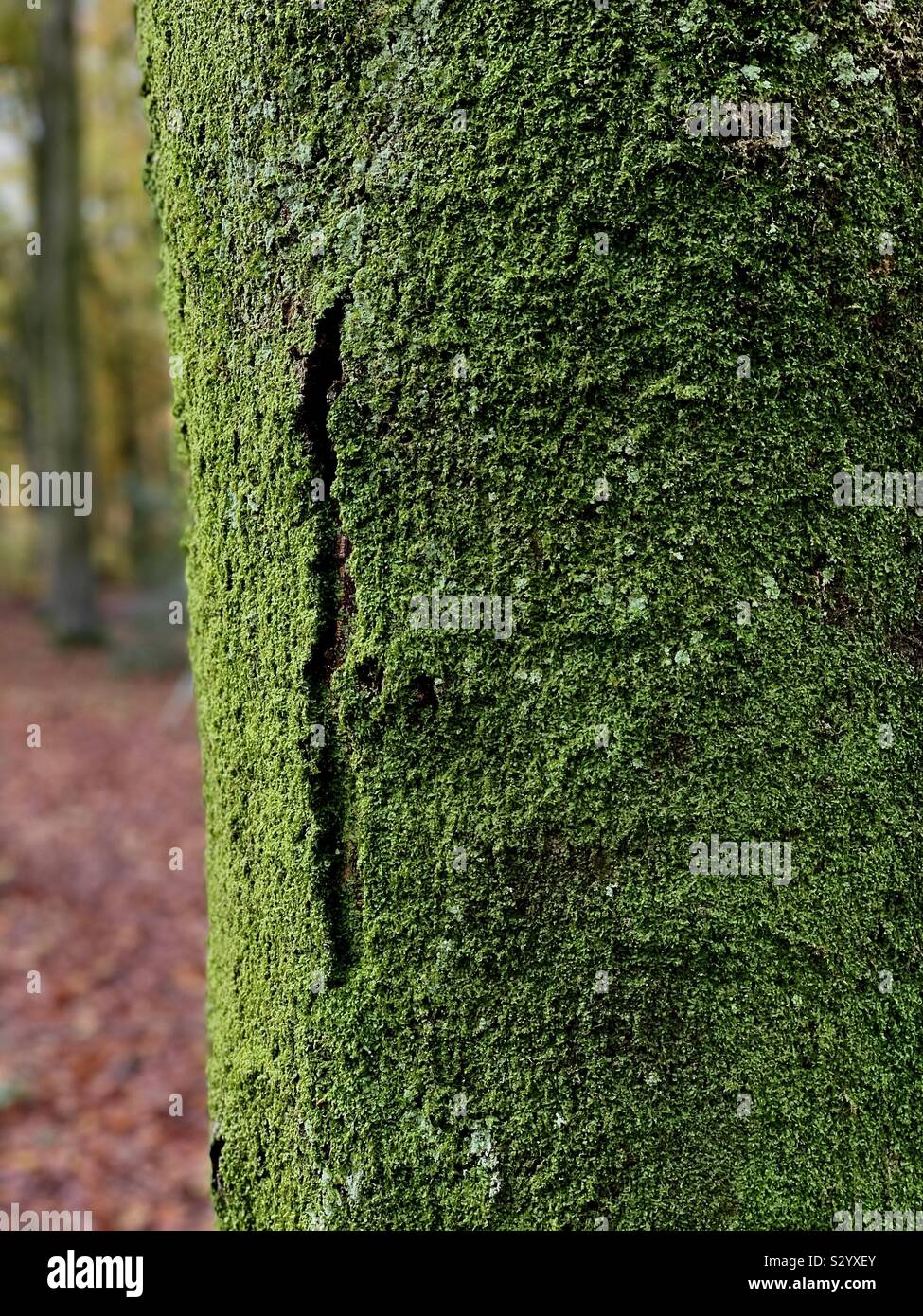 Tronc de l'arbre couvert de mousse Banque D'Images