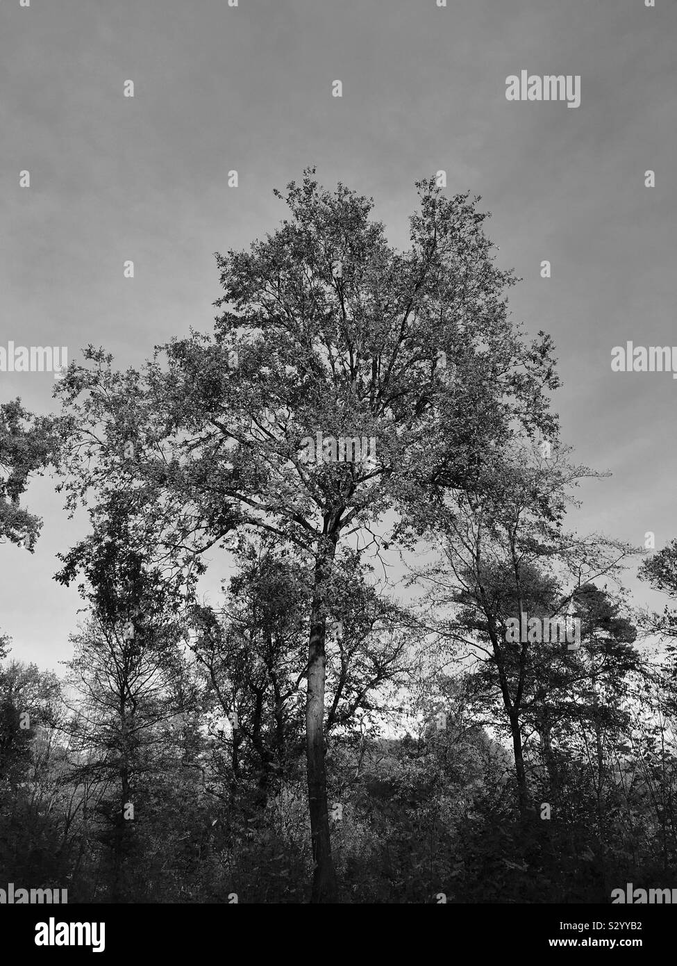 Arbre de chêne noir et blanc, dans le nord de l'Italie Banque D'Images