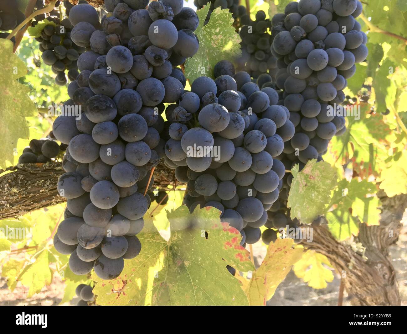 La maturation des grappes de raisins noirs sur la vigne dans la région de vineyard utilisé par wine maker Banque D'Images