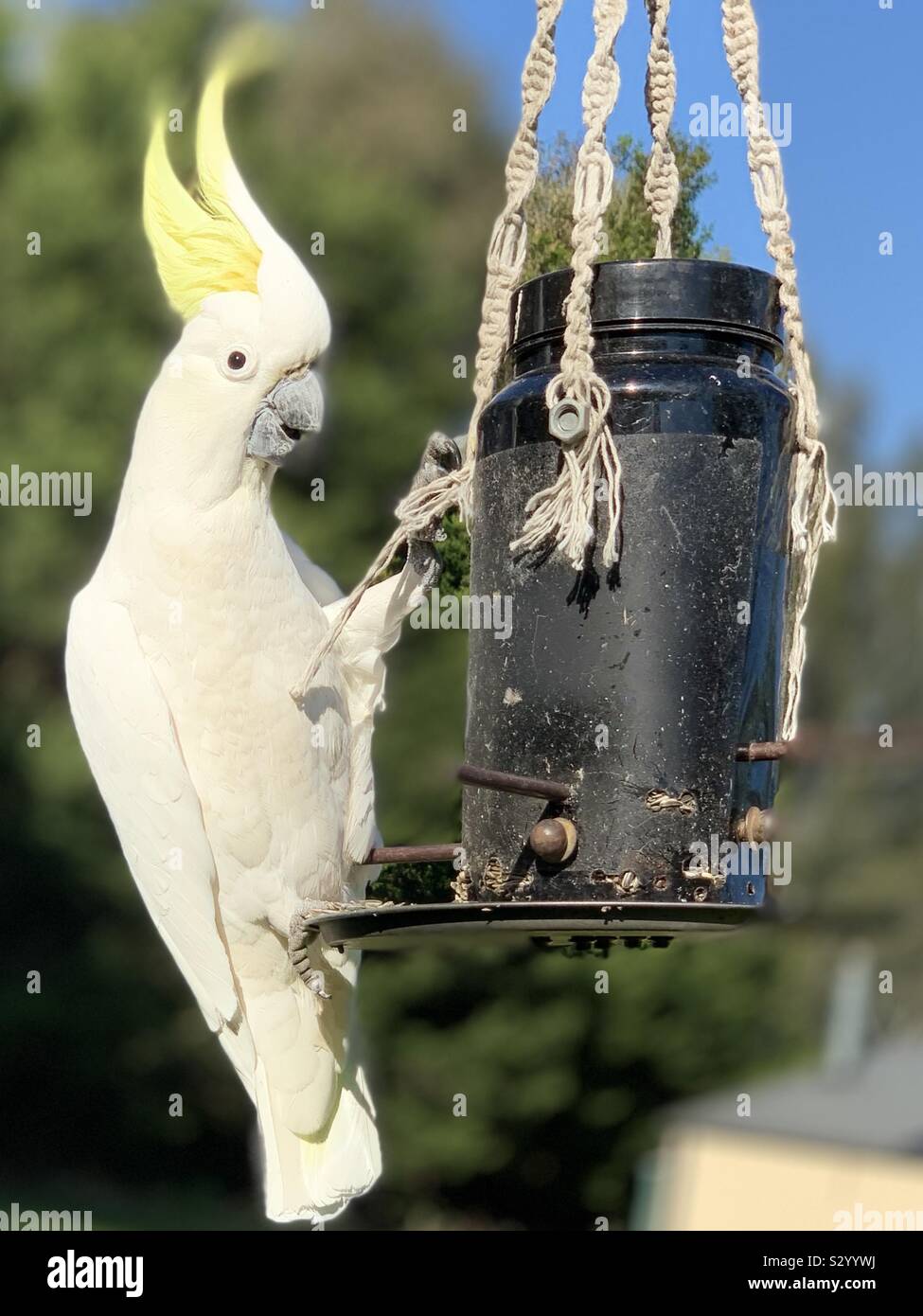 Cacatoès sauvages - Australie- mangeoire Maison - Image de stock capturée avec un smartphone